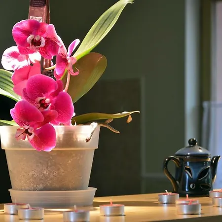 Bed & Breakfast Flamingo Vendeghaz