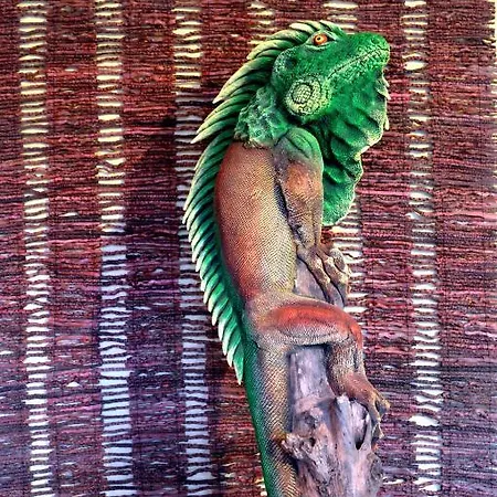 Nocleg ze śniadaniem Flamingo Vendeghaz